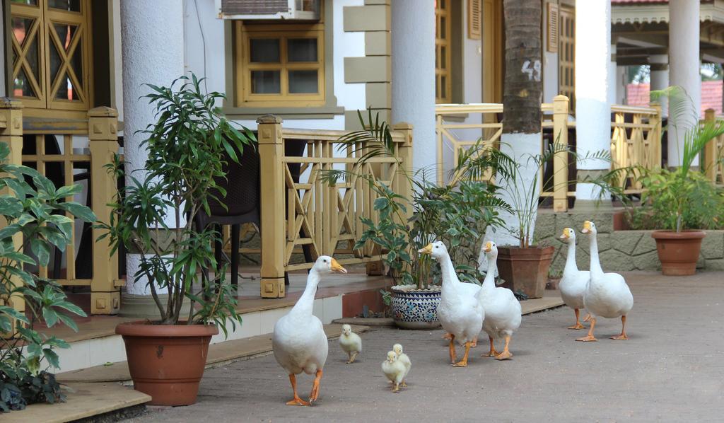 Golden Swan Beach Resort Murūd Kültér fotó